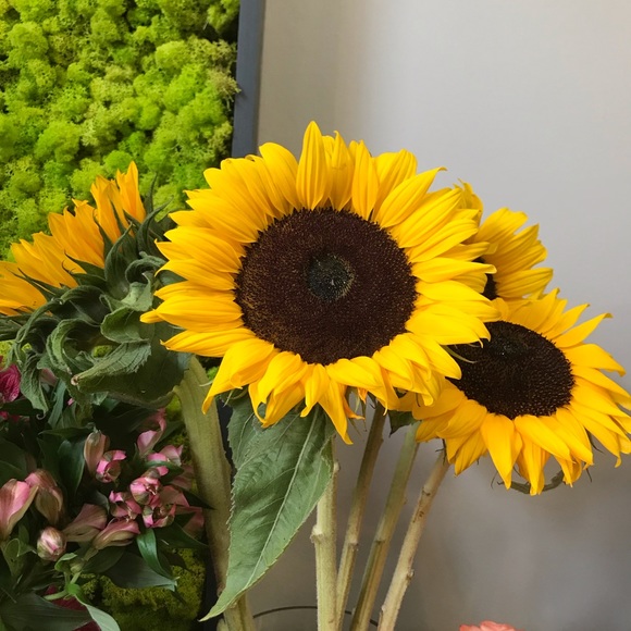 Meet your Posher, Natalia - Picture 1 of 1